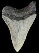 Bargain, Megalodon Tooth - North Carolina #67061-1
